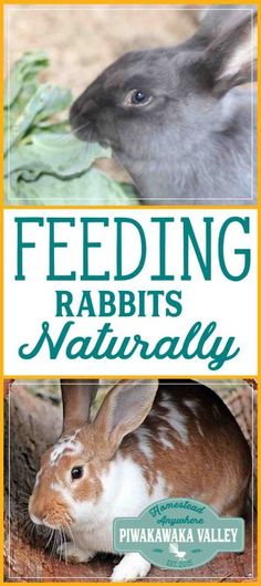 the cover of feeding rabbits naturally