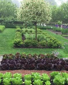 an instagram photo of a garden with lettuce and other plants in it