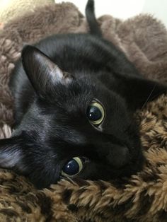 a black cat laying on top of a blanket