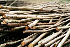 a pile of wood sitting on top of a forest floor covered in lots of sticks