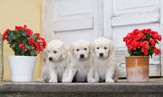 three puppies are sitting next to some potted flowers