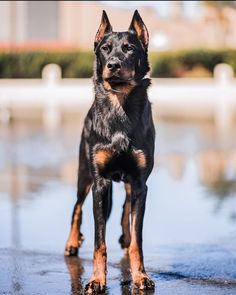 a black and brown dog standing on top of a wet ground