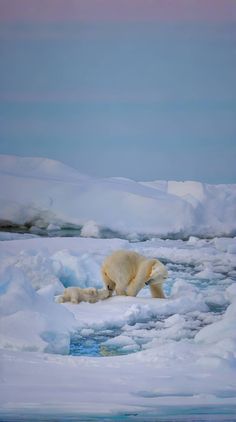 a polar bear is walking on the ice