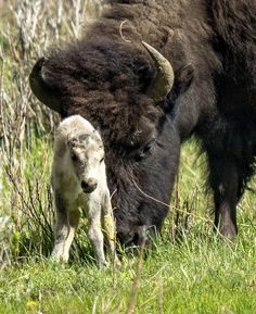 an adult bison standing next to a baby one in the grass with tall grasses behind it