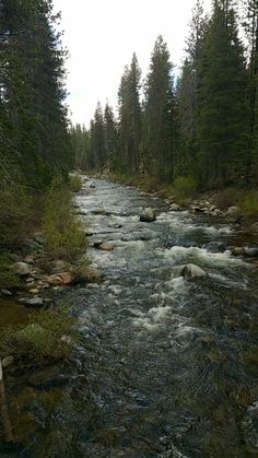 a river running through a forest filled with lots of tall pine tree's and rocks