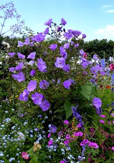 purple and blue flowers are growing in the garden