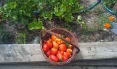 a basket full of tomatoes sitting on top of a wooden bench next to some plants