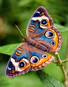 two butterflies sitting on top of a green leaf covered in brown and blue colors,