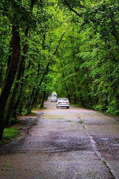 two cars are driving down the road between trees