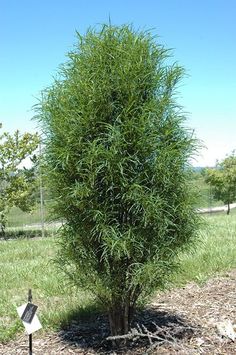 a tall green tree sitting in the middle of a field next to a street sign