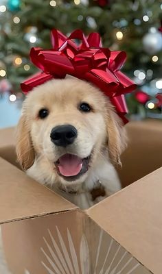 a dog with a red bow on its head in a box