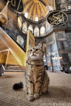 a cat sitting on the ground in front of an ornate building