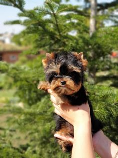 a person holding a small dog in their hand outside with trees and buildings in the background