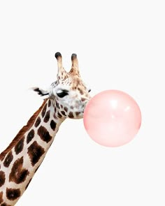 a giraffe is blowing on a pink bubble