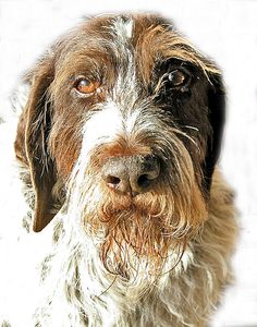 a close up of a dog's face with brown and white fur on it