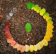 the word circle of life written in white letters surrounded by leaves and mulchs