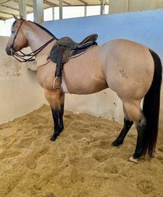 a brown horse standing inside of a stable next to a white wall and wooden floor