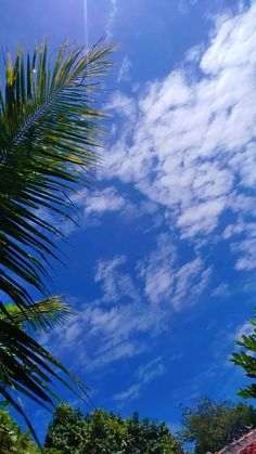 there is a palm tree and some clouds in the blue sky above it on a sunny day