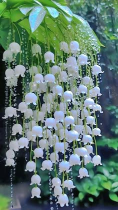 white flowers hanging from a green leafy plant with water droplets on the petals and leaves