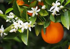 an orange tree with white flowers and green leaves