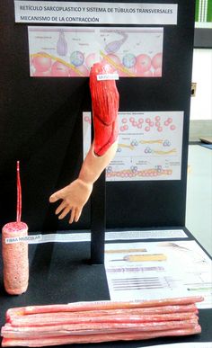 an artificial hand reaching for a toothbrush on display