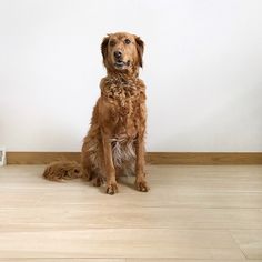 a brown dog sitting on top of a hard wood floor next to a white wall