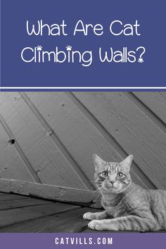 a cat sitting on top of a wooden floor next to the words what are cat climbing walls?