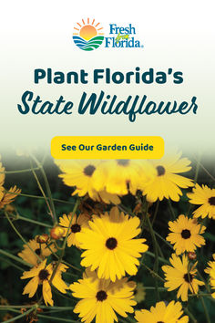 yellow flowers with the words plant florida's state wildflower see our garden guide