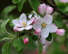 some pink and white flowers on a tree branch