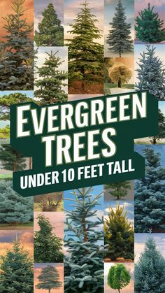 evergreen trees under 10 feet tall are featured in the book evergreen trees, which is also available for purchase