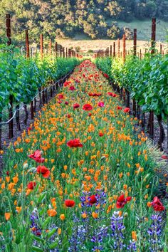 a field full of flowers and vines in the middle of it with many different colors