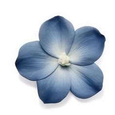 a blue flower on a white background