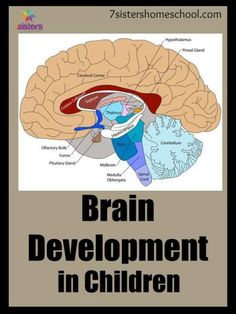 the brain and its structures are labeled in this book, which is also part of an article