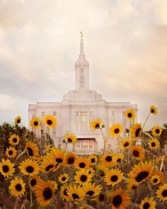 the sunflowers are blooming in front of an old white building with a steeple