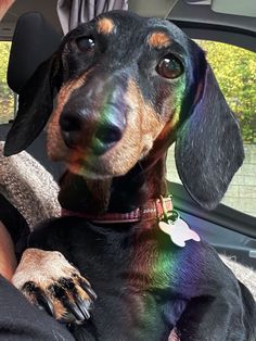 a dachshund sitting in the back seat of a car