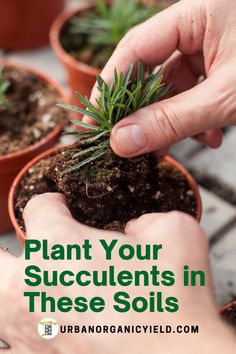 Diy Succulent Potting Soil, Succulent Soil Mixture, Weird Houseplants, Soil For Succulents, Best Soil For Succulents, Replanting Succulents, Propagating Cactus, Repotting Succulents, Inside Flowers