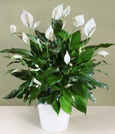 a white vase filled with lots of green leaves