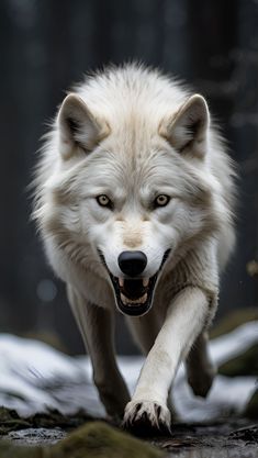 a white wolf running across a forest covered in snow