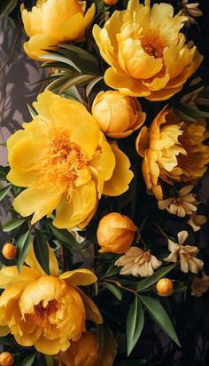 yellow flowers with green leaves and buds on a dark background, close up view from above