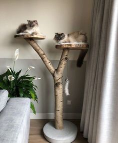 two cats sitting on top of cat trees in a living room next to a couch