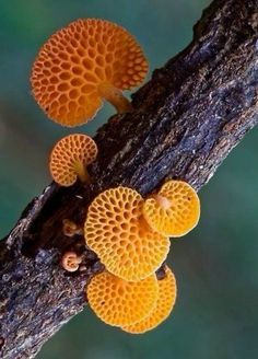 some yellow mushrooms are growing on a tree branch