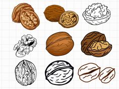 different types of nuts are shown in this graphic style, including walnuts and walnut kernels