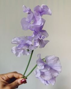 a person holding a purple flower in their hand