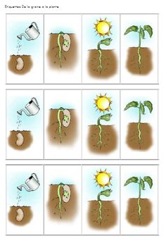 the stages of growing sunflowers in soil with watering cans and water jugs