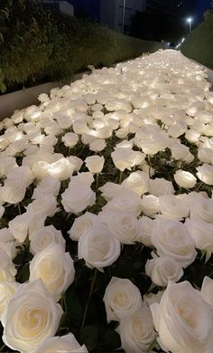 white roses are lined up on the side of a road at night with lights in them