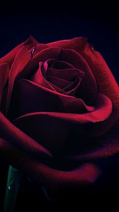 Rose Pics, Rose Aesthetic, Purple Flowers Wallpaper, Cuban Art, Rose Flower Pictures, Neon Flowers, Live Screen Wallpaper, Ethereal Aesthetic, Flowers Photography Wallpaper