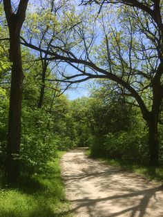 a dirt road surrounded by trees and grass