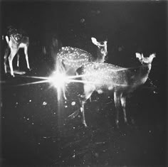 black and white photograph of three deer in the dark with light coming from their antlers