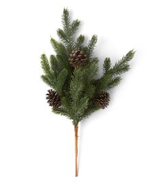 a pine branch with cones on it is shown against a white background and has been placed in the shape of a twig