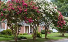 pink and white flowers are blooming on trees in front of a house